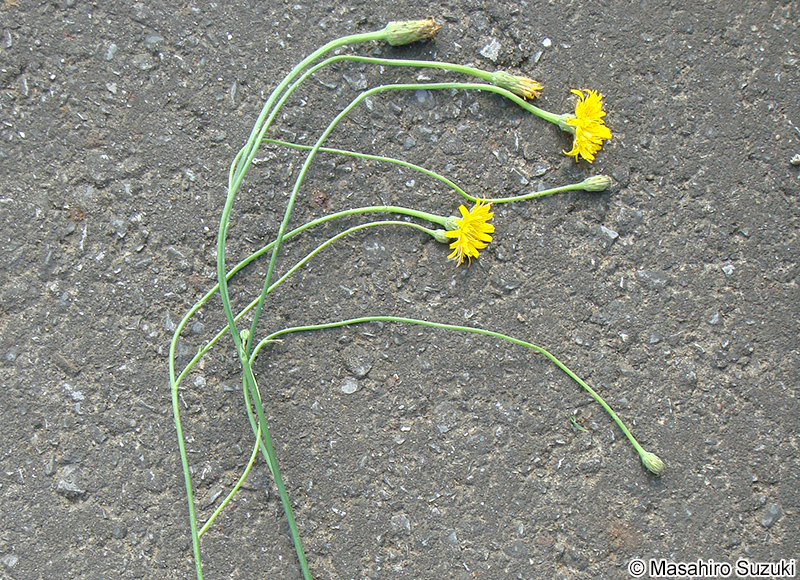 ブタナ Hypochaeris radicata