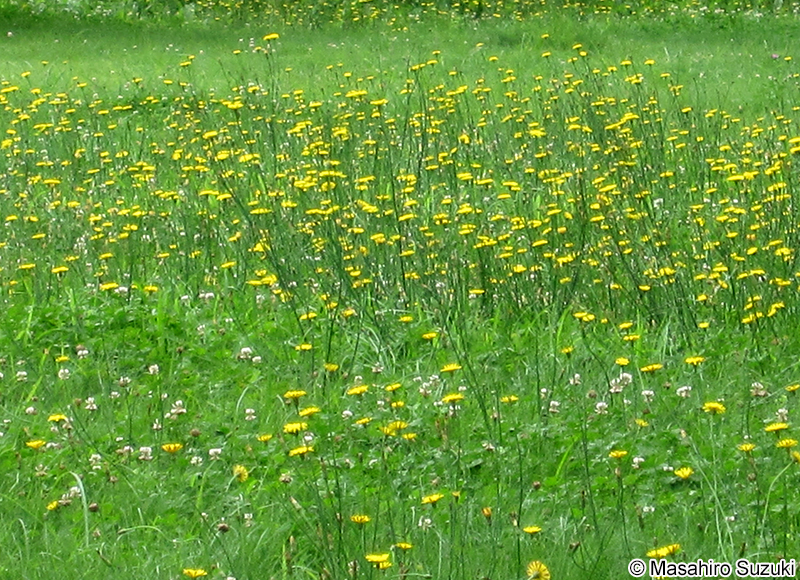 ブタナ Hypochaeris radicata