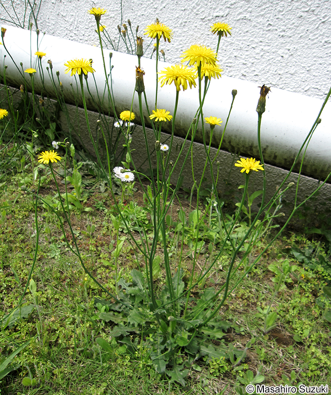 ブタナ Hypochaeris radicata