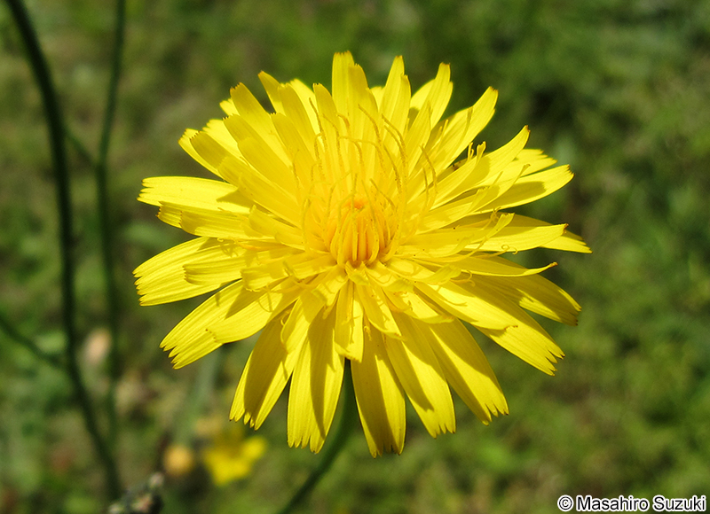 ブタナ Hypochaeris radicata