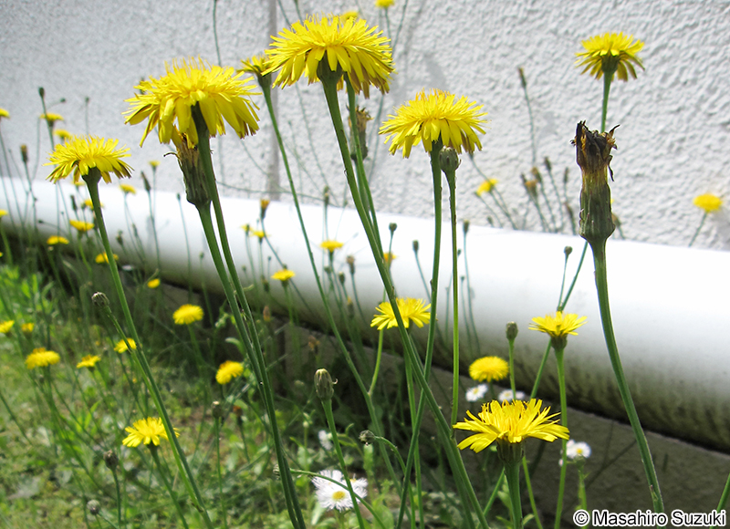ブタナ Hypochaeris radicata