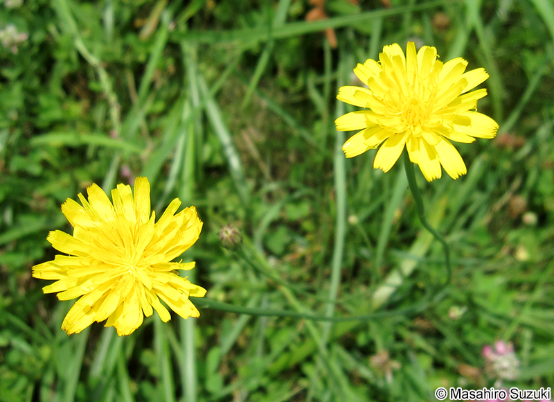 ブタナ Hypochaeris radicata