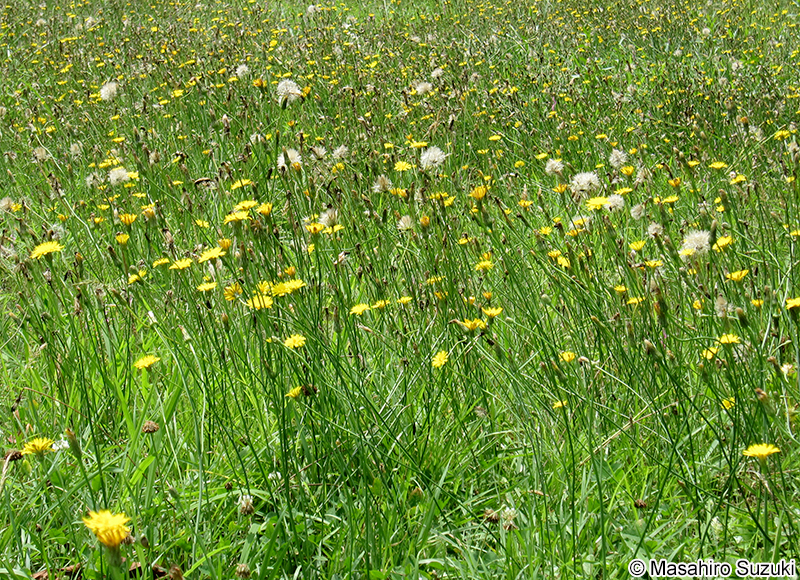 ブタナ Hypochaeris radicata