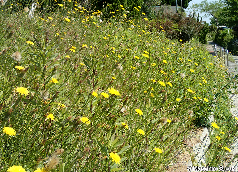 ブタナ Hypochaeris radicata