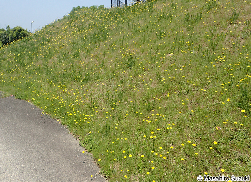 ブタナ Hypochaeris radicata