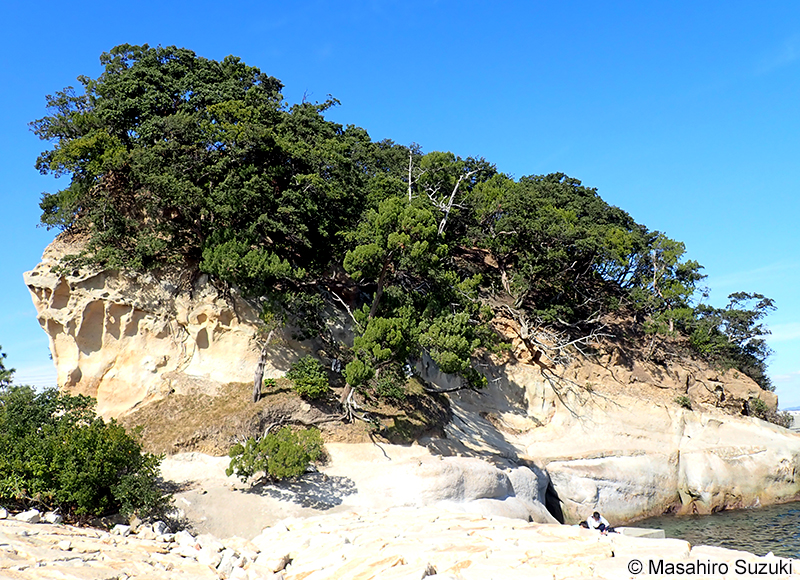 淡路島大和島のイブキ