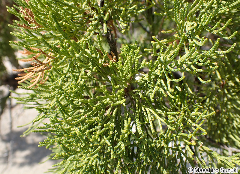 イブキ（ビャクシン） Juniperus chinensis