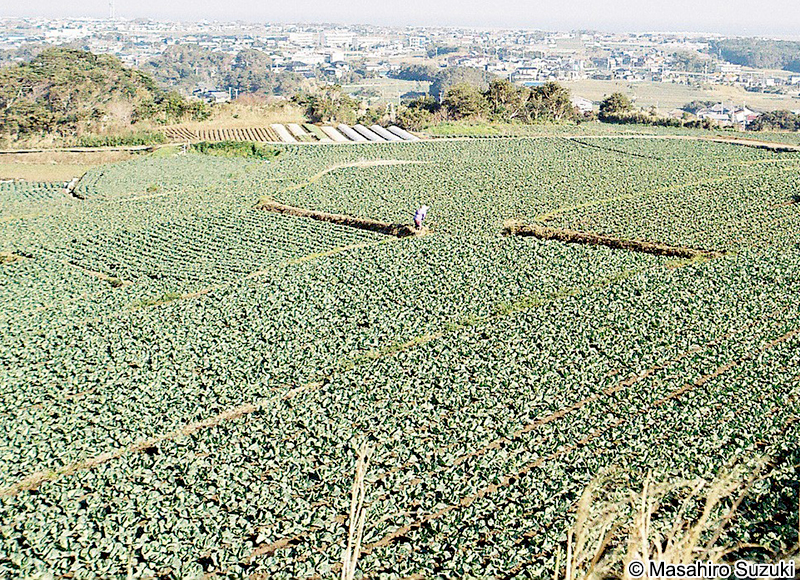 千葉県銚子のキャベツ畑