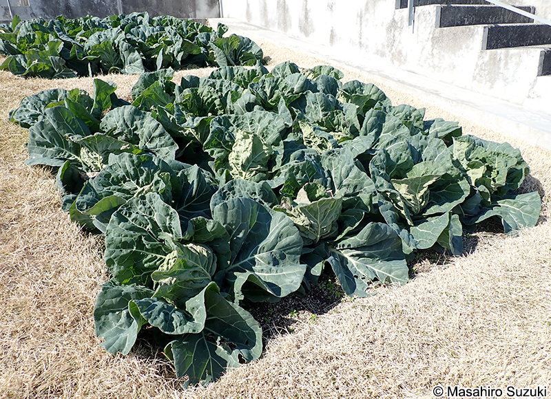 キャベツ Brassica oleracea var. capitata