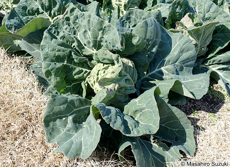 キャベツ Brassica oleracea var. capitata
