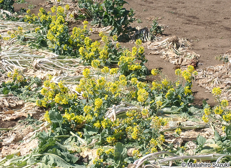 キャベツ Brassica oleracea var. capitata