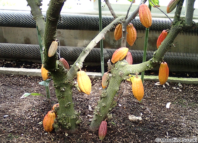 カカオ Theobroma cacao