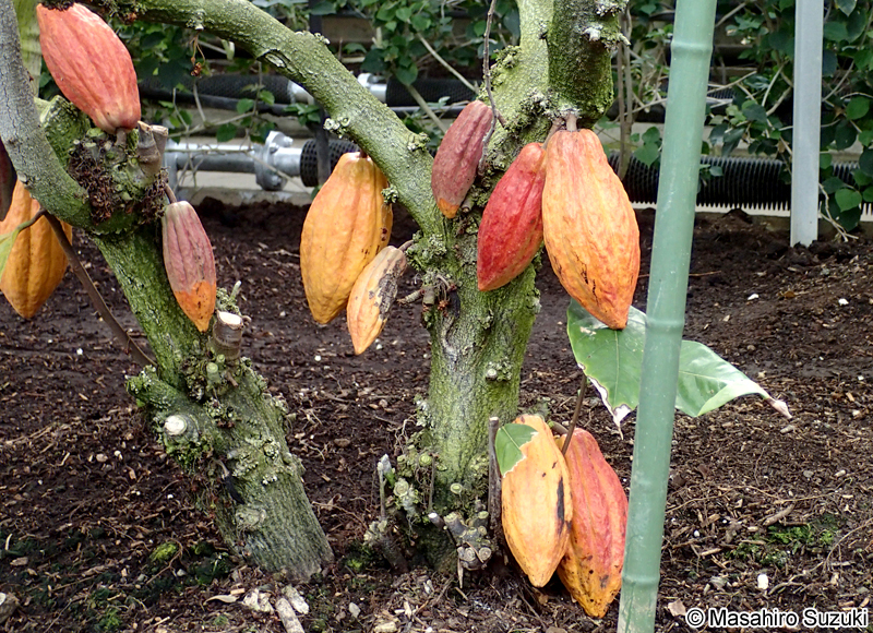 カカオの果実