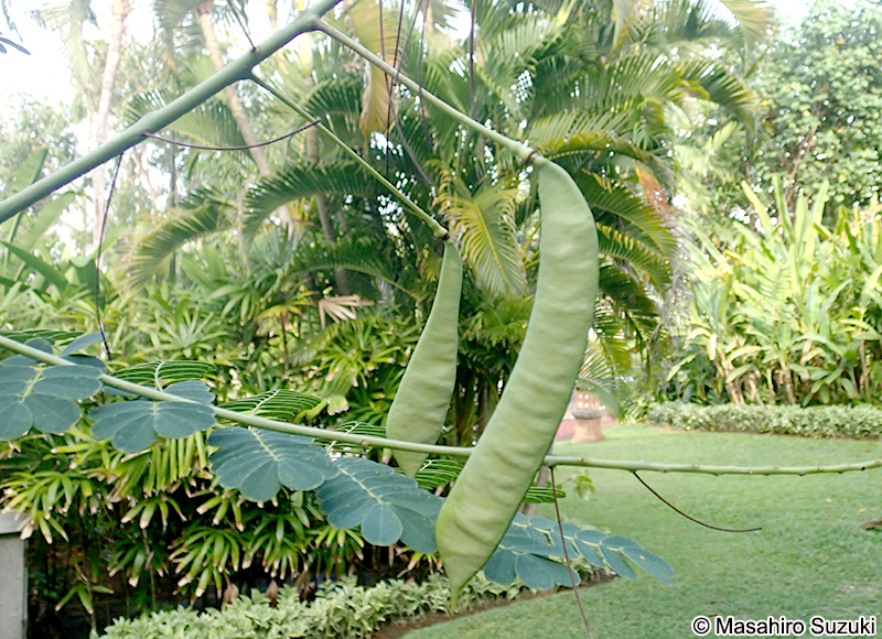 オウコチョウ Caesalpinia pulcherrima