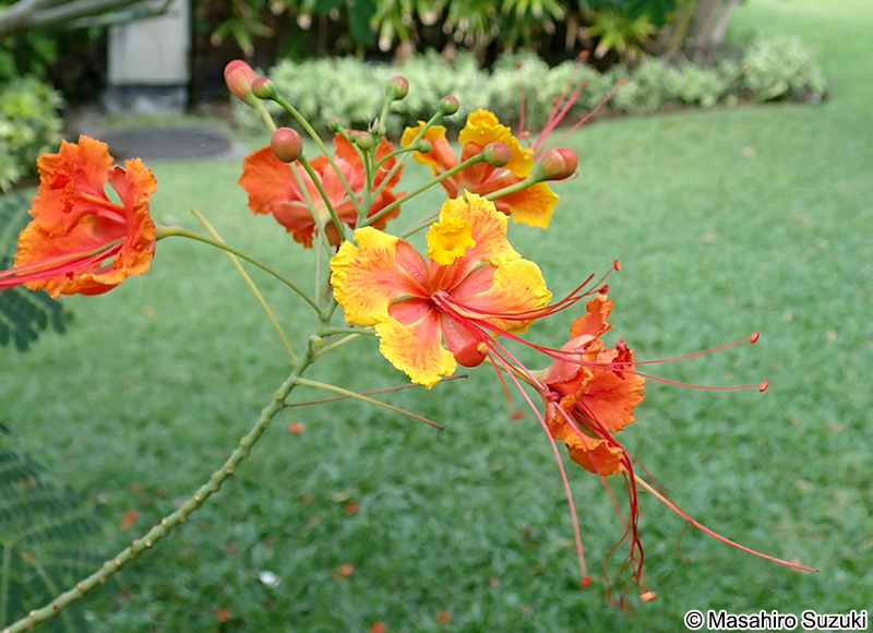 オウコチョウ Caesalpinia pulcherrima