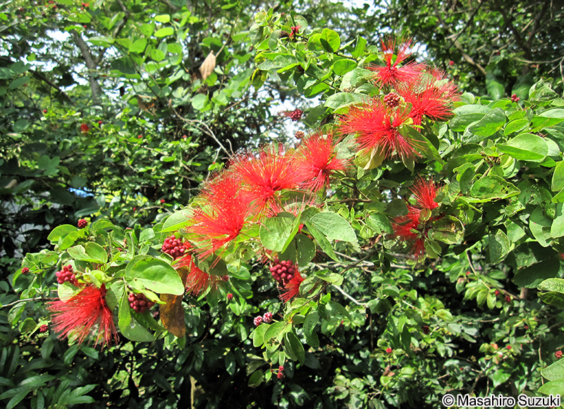 Calliandra tergemina var. emarginata