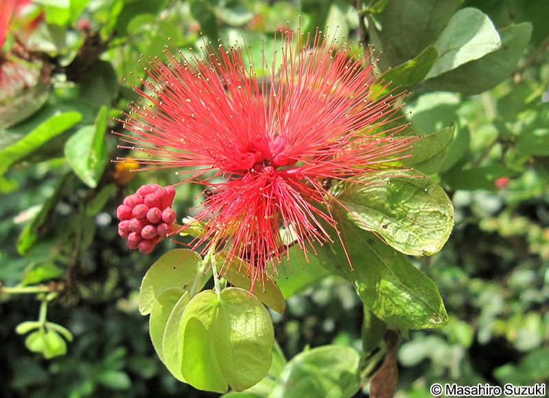 Calliandra tergemina var. emarginata