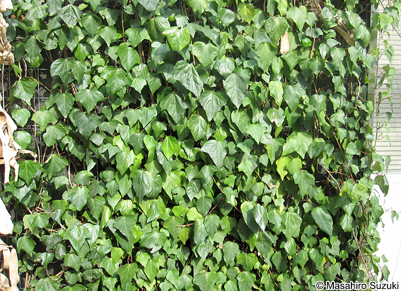 カナリーキヅタ Hedera canariensis