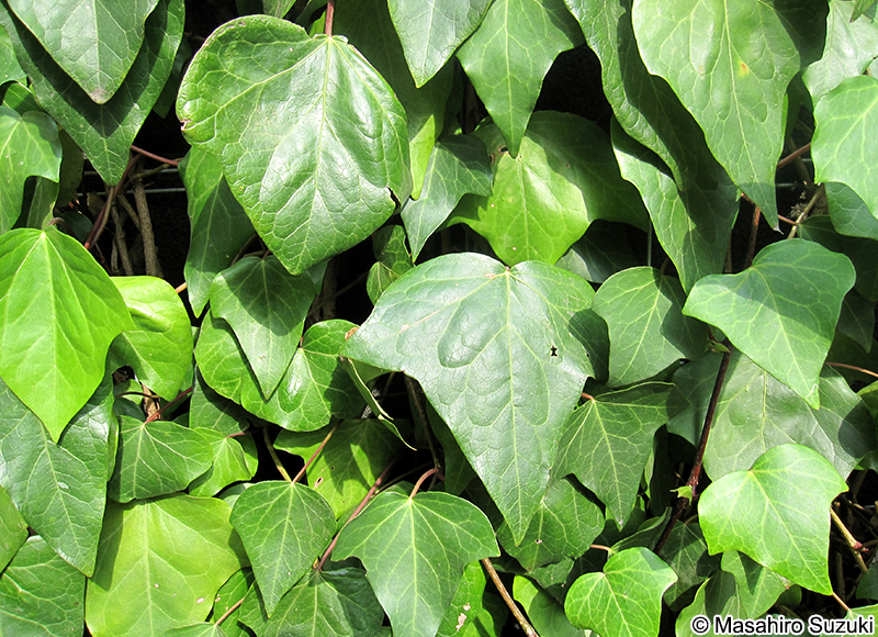 カナリーキヅタ Hedera canariensis