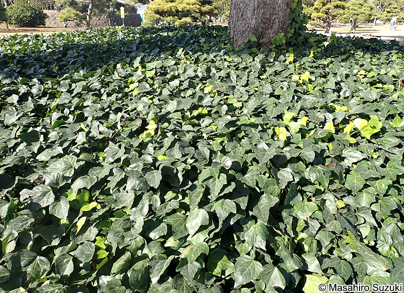 カナリーキヅタ Hedera canariensis