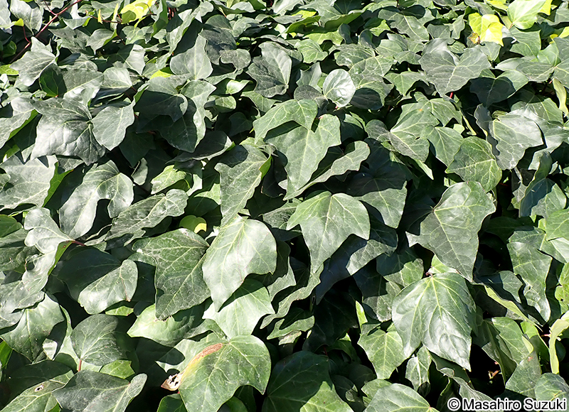 カナリーキヅタ Hedera canariensis