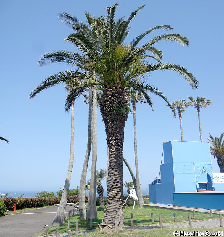 カナリーヤシ（フェニックス） Phoenix canariensis