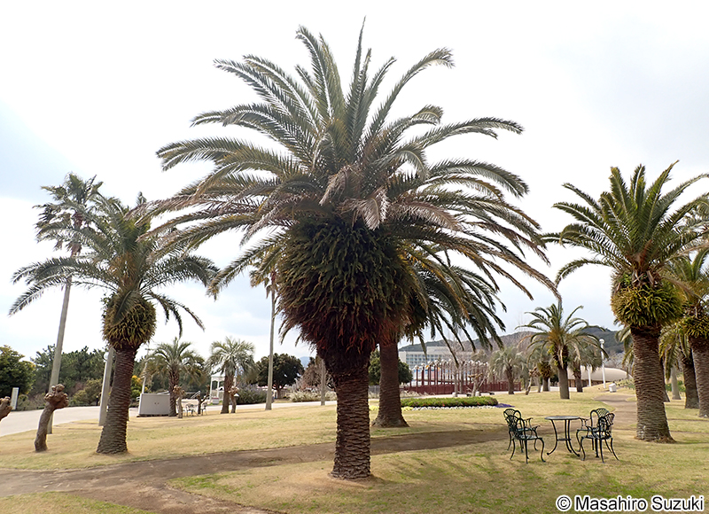 カナリーヤシ（フェニックス） Phoenix canariensis