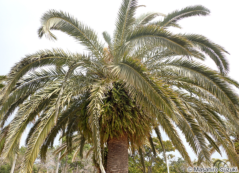 カナリーヤシ（フェニックス） Phoenix canariensis
