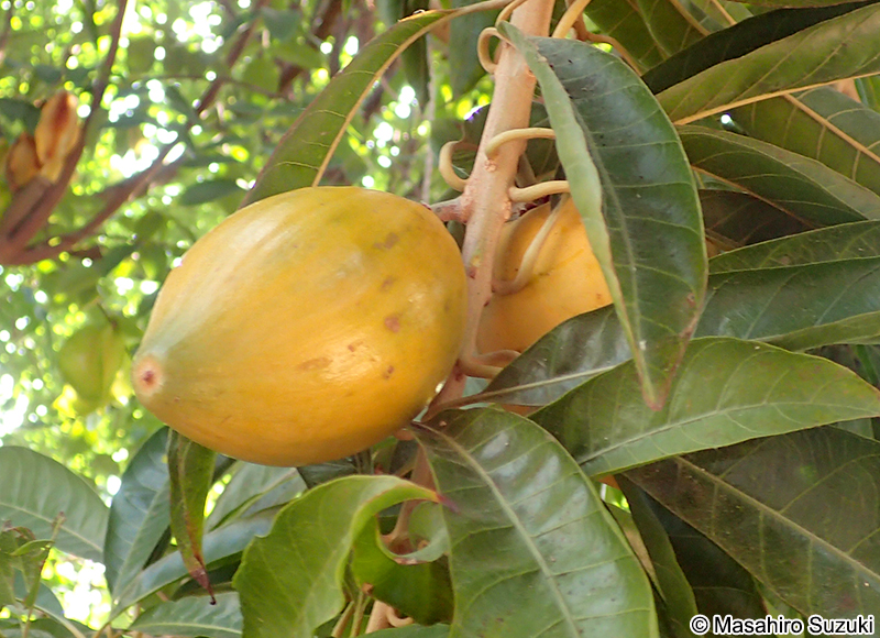 カニステル（クダモノタマゴ） Pouteria campechiana