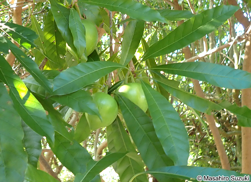 カニステル（クダモノタマゴ） Pouteria campechiana