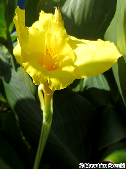 カンナ属の1種 Canna spp.