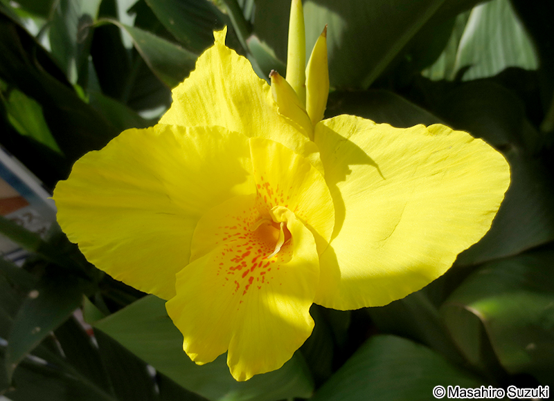 カンナ属の1種 Canna spp.