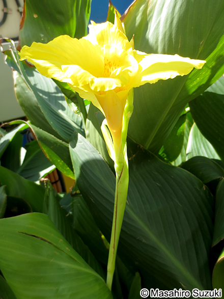 カンナ属の1種 Canna spp.
