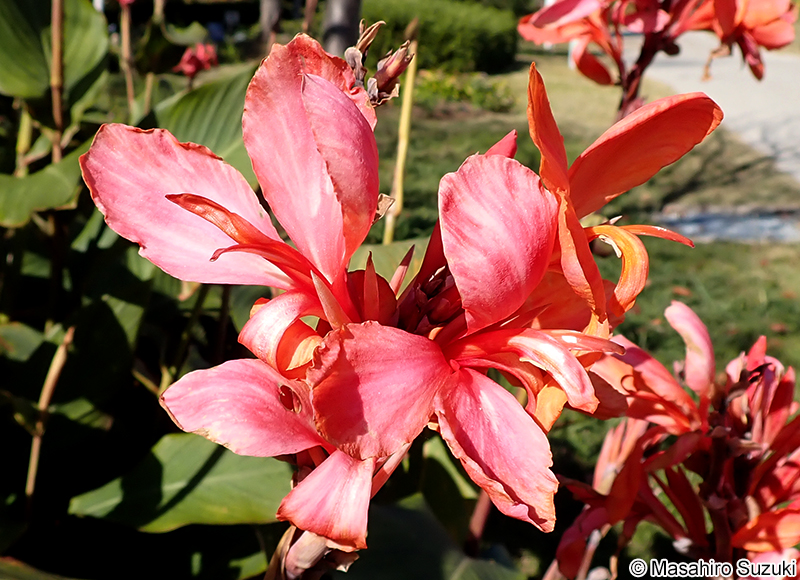 インゲボルグ 'Ingeborg'