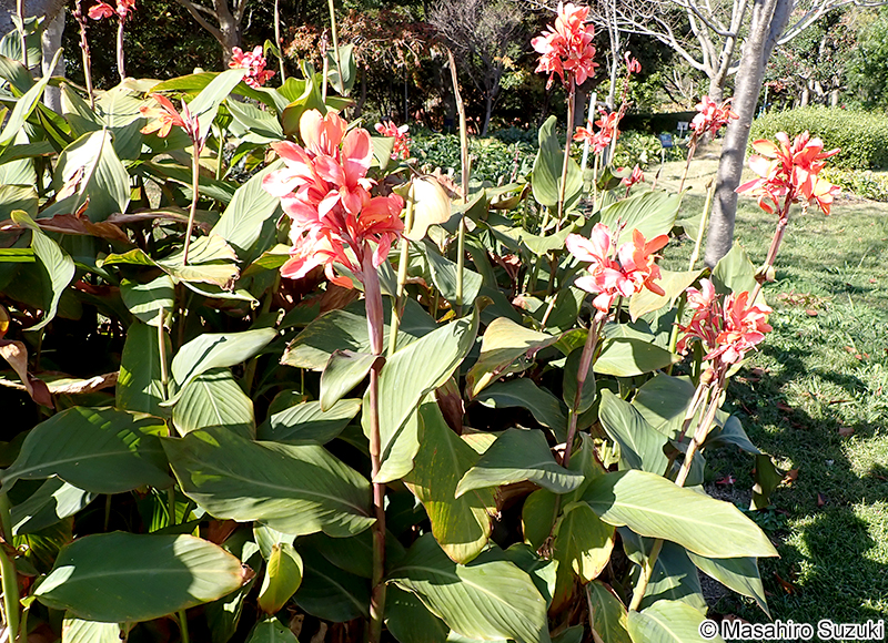 インゲボルグ 'Ingeborg'