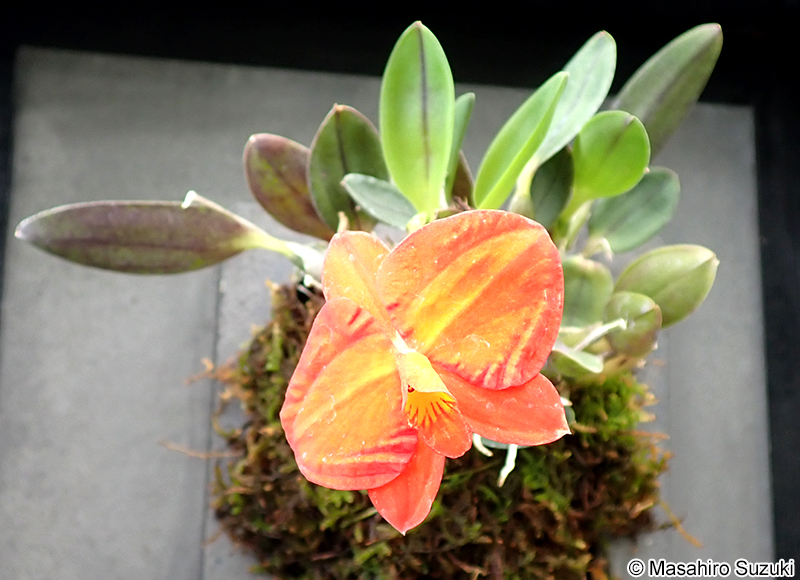 Cattleya coccinea