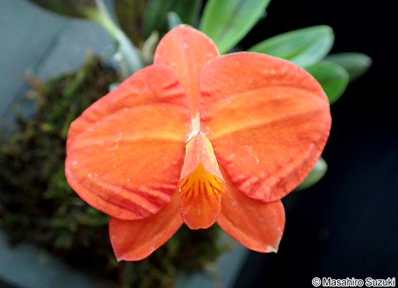 Cattleya coccinea