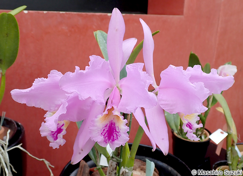 Cattleya labiata var. mossiae