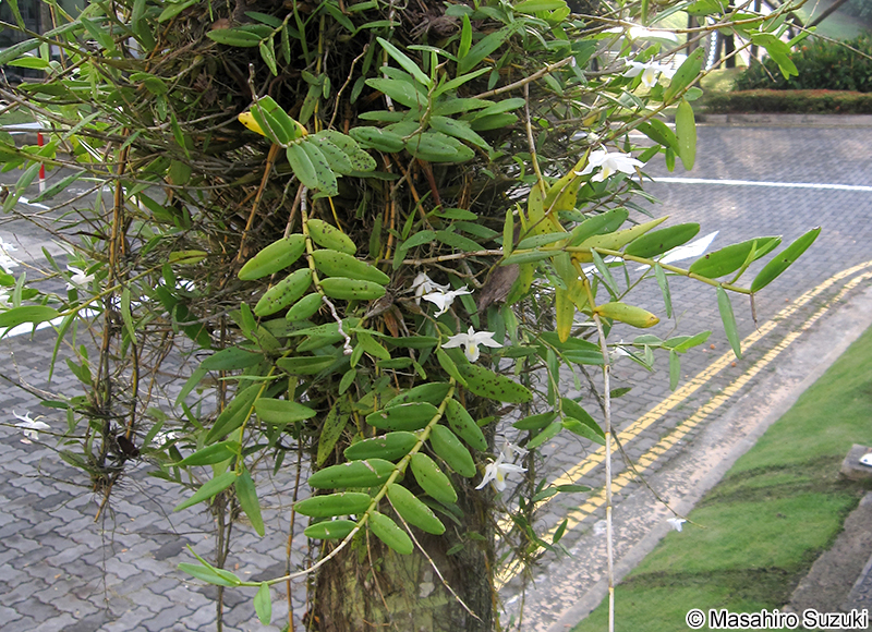 カトレヤ Cattleya