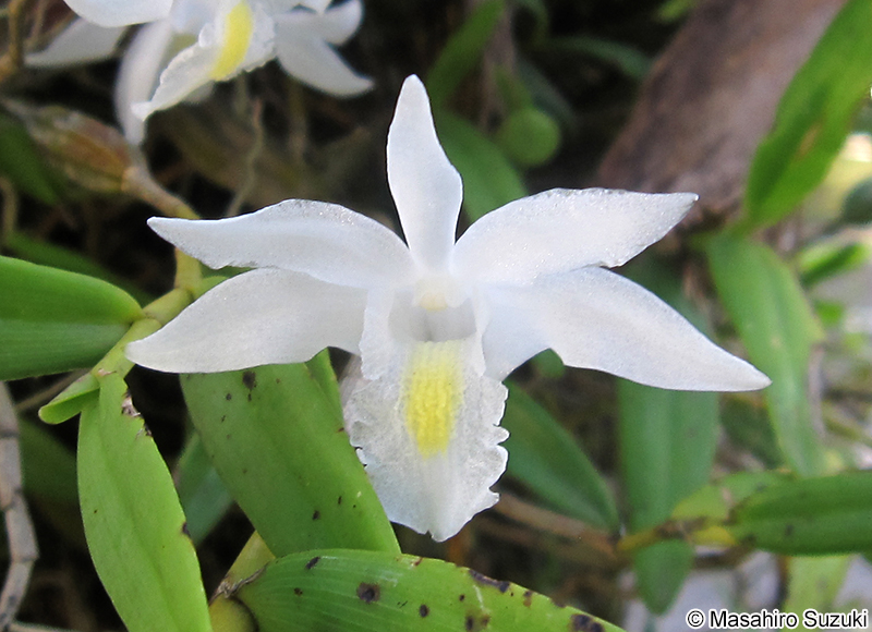 カトレヤ Cattleya
