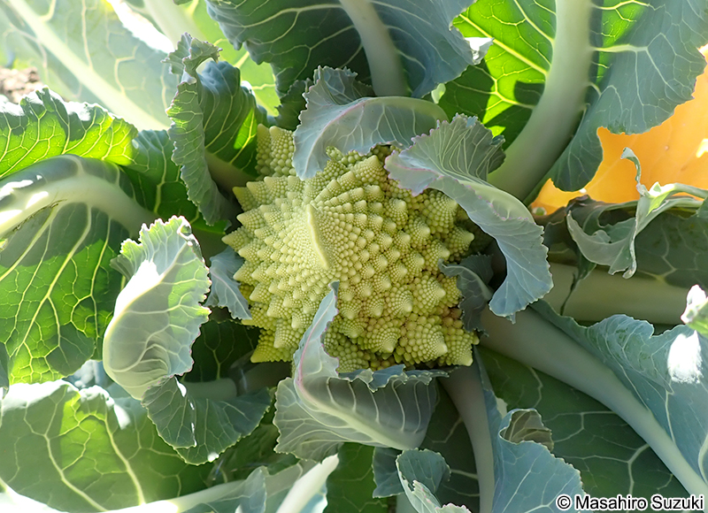 ロマネスコ 'Romanesco'