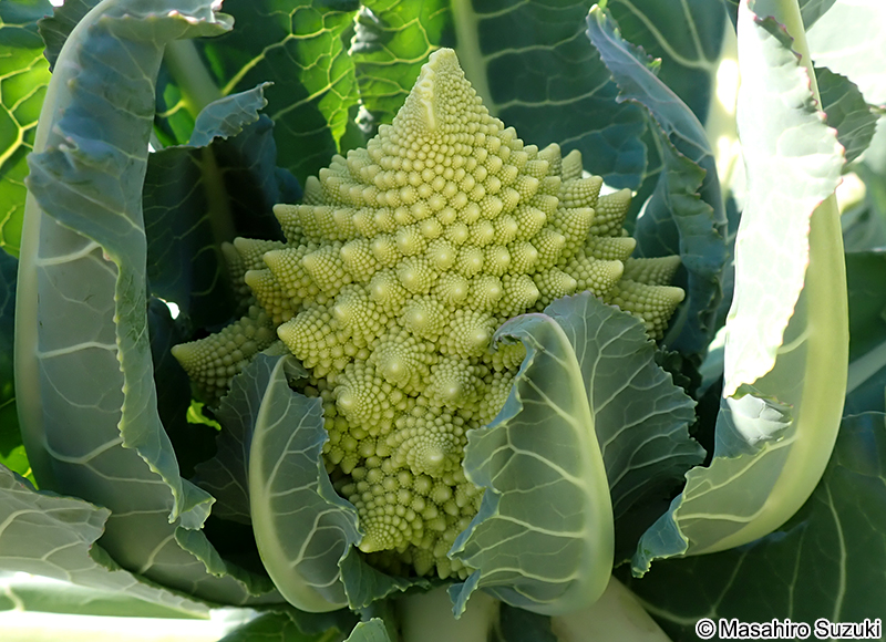 ロマネスコ 'Romanesco'