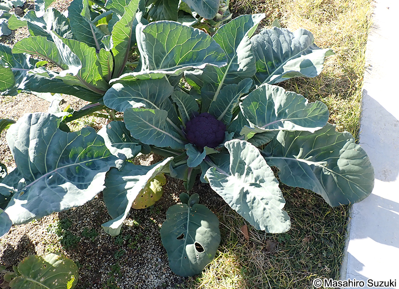 バイオレット 'Violet'