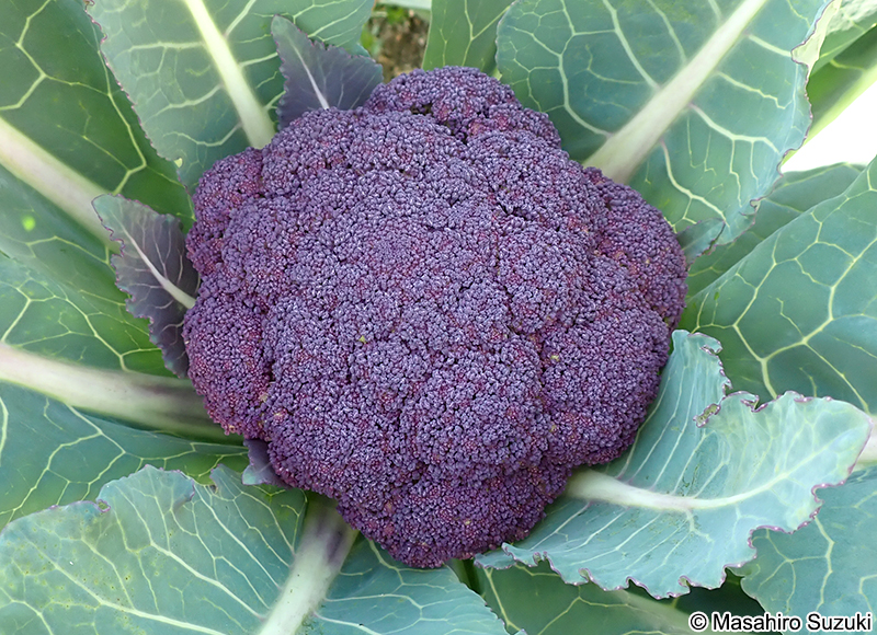 バイオレット 'Violet'