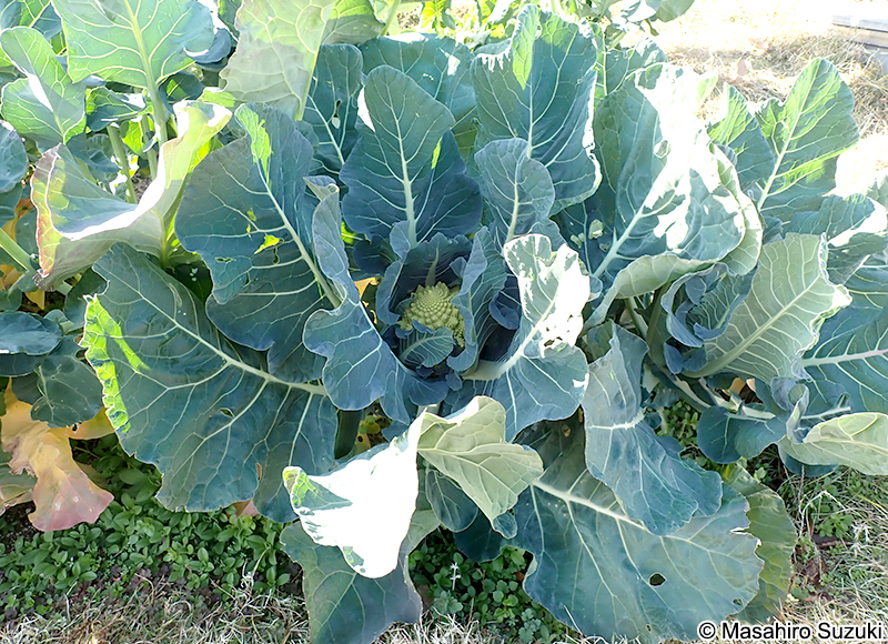 ロマネスコ 'Romanesco'