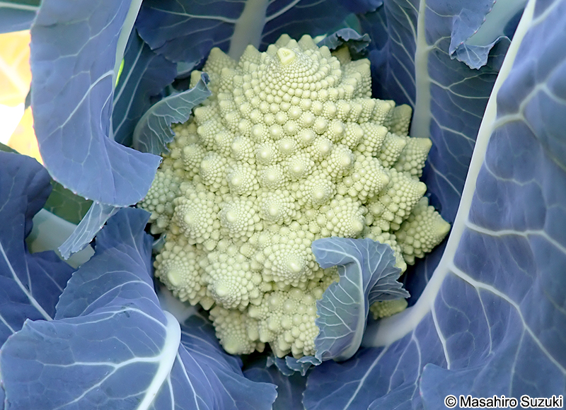 ロマネスコ 'Romanesco'