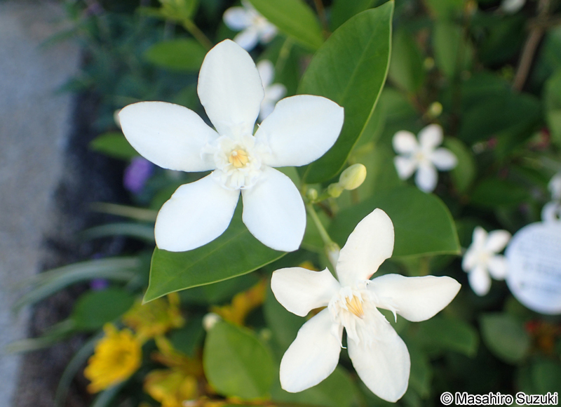 セイロンライティア Wrightia antidysenterica