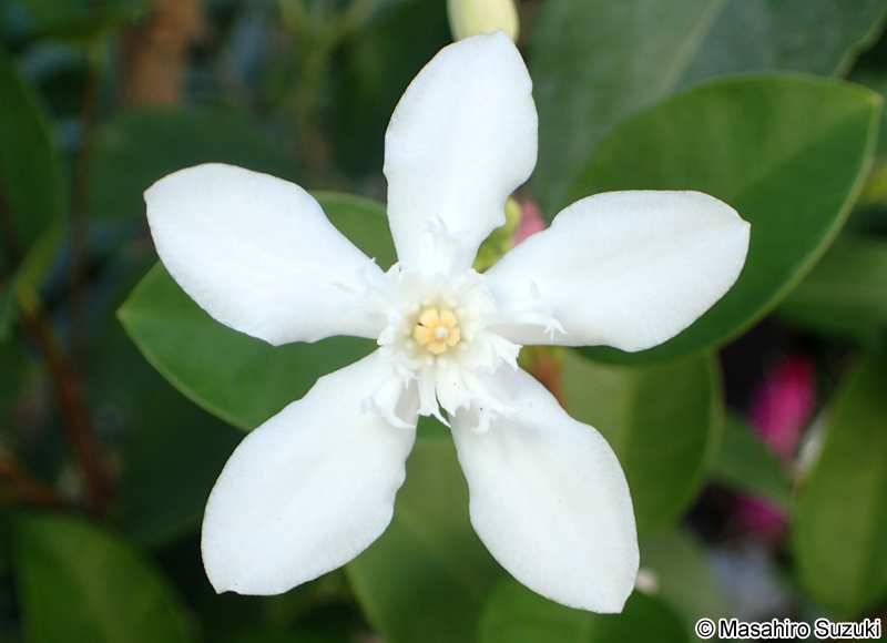 セイロンライティア Wrightia antidysenterica