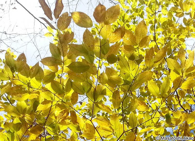 チドリノキ Acer carpinifolium