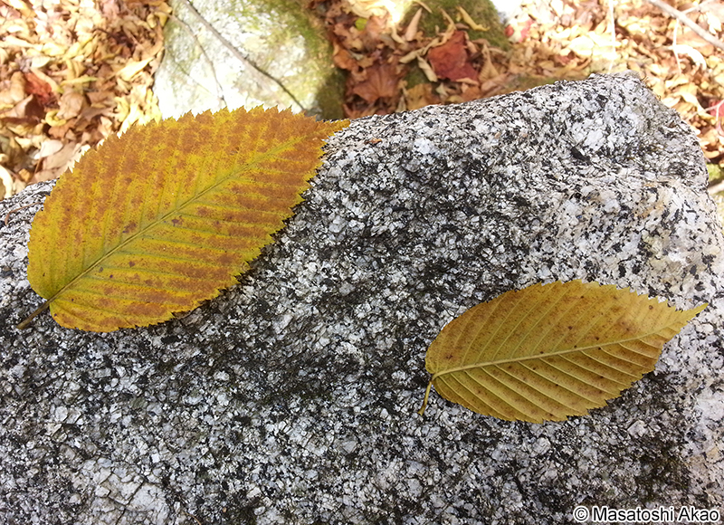 チドリノキ Acer carpinifolium